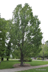 Acer rubrum 'Armstrong' — photo 3